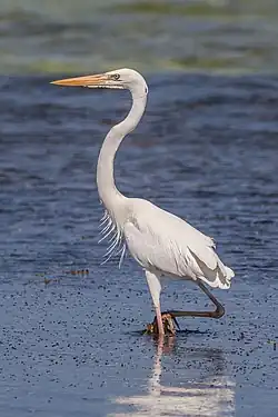 Garzón cenizo (Ardea herodias)