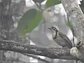 Greater Necklaced Laughing Thrush