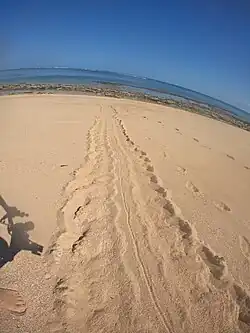 Returning tracks from a female green sea turtle