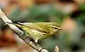 Greenish Warbler