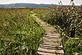 Path to the observation platform