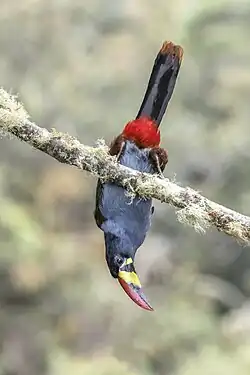 Showing underside