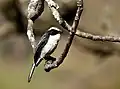 Male Grey Bushchat at Sattal India