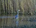 Grey heron fishing on Newport Wetlands RSPB Reserve fenced lagoon