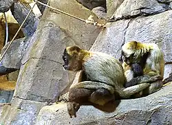 Geoffroy's spider monkey (Ateles geoffroyi) grooming