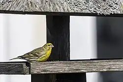 Serin, Landsort, Södermanland