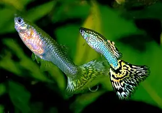 Fancy guppies