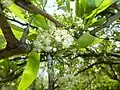 Flowering