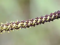 Flower detail