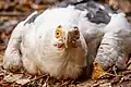Palm-nut vulture