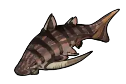 Restoration of Gyracanthides murrayi