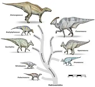 Image 20 Hadrosauroidea Image credit: Debivort Representative dinosaurs of the Hadrosauroidea superfamily. The family Hadrosauridae contains the dinosaurs commonly known as "duck-billed" dinosaurs. They were ubiquitous herbivores during the Cretaceous period, and prey to theropoda such as Tyrannosaurus. The individual drawings represent typical genera. All these groups were alive in the late Cretaceous, and are generally known only from a single fossil site. Animals are shown to scale. More selected pictures