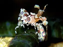 Hymenocera picta, the only Hymenoceridae