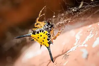 G. hasselti Krachan National Park, Thailand