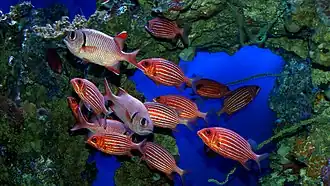 Hawaiian squirrelfish (Sargocentron xantherythrum)