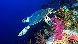 Dendronephthya Soft corals at Elphinstone Reef, Egypt. They thrive in the strong currents at this offshore site. A pair of bluecheek butterflyfish (Chaetodon semilarvatus) at Elphinstone Reef, Egypt. ]]]]