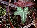 Ivy and willow leaves at the lake edge