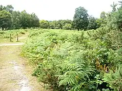 Mole Gap to Reigate Escarpment