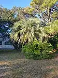Butia Capitata in Buxton North Carolina.