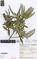 Veronica pubescens subsp. sejuncta type specimen from the herbarium of Auckland War Memorial Museum
