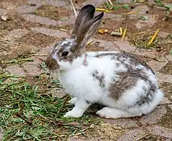 A white and brown spotted rabbit sitting on a brick pathway among scattered plant matter