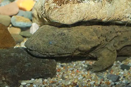 The small eyes and loose skin are characteristic of hellbenders.