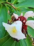 Hellenia speciosa (J.Koenig) S.R.Dutta (Hawaii, Maui)