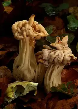 H. crispa in Dorset, England