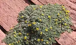Heterotheca jonesii in Zion National Park