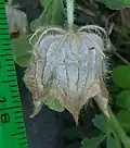 Fruiting calyx, gone-over