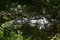 The Ogawa River through the trees