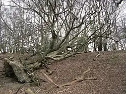 HillFort South Weald