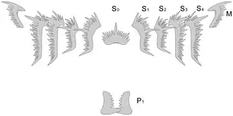 Complete element set of the conodont Hindeodus parvus