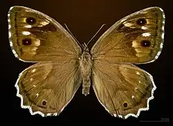 Female