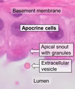 Histology of apocrine cells, H&E stain.