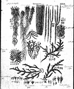 32 Sphagnum (bog moss)