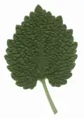 Leaf detail