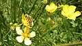 Flowers and insects in the meadows (June)