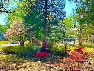 Blooming trees and flowers.