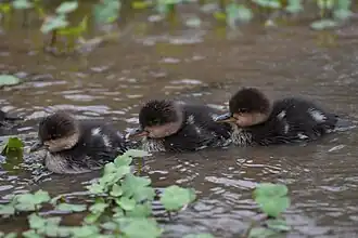 Chicks