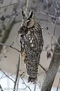 Long-eared owl, Solna, Uppland
