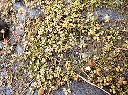 Hydocotyle sulcata with many leaves over arond a metre of ground