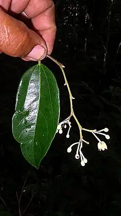 Colour photograph of a green Hydrogaster trinervis Kuhlm leaf and twig with small white flowers and small white flower buds on the end. the leaf and twigs are being held between the fingers of a man