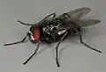 Hydrotaea diabolus