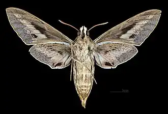Female ventral