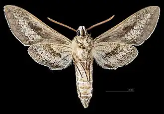 Male ventral view