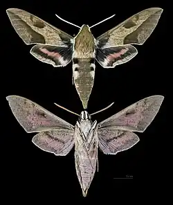 Hyles nicaea