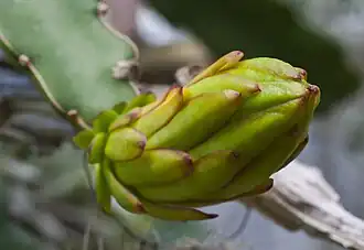 Flower bud