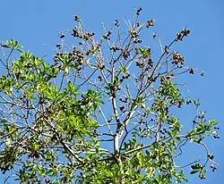Seed capsules