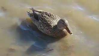 Female mallard in Sheridan Park pond